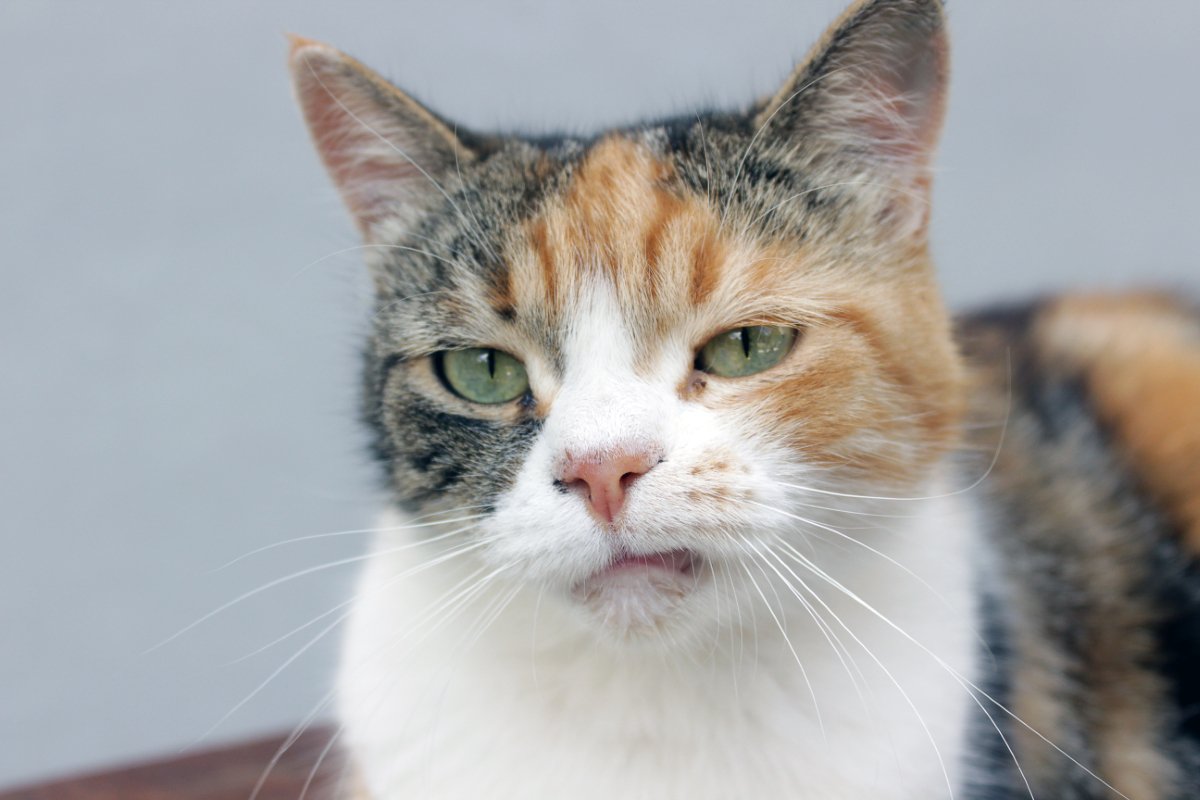 人にはあるのに『猫には存在しない感情』3つ　なぜ似たような仕草をするの？誤解しないための向き合い方まで