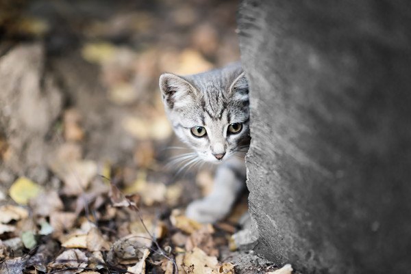 ビビりな猫の性格を直す3つの方法