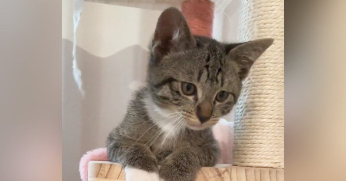 『子猫が鳴いている』と思い振り返ると…『まさかの体勢』が可愛すぎると13万再生「はまっちゃったのかなｗ」「後ろ足がかわええ」