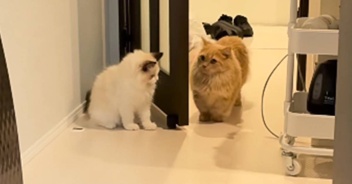 待ち伏せする弟猫→『通りかかった兄猫』を驚かせようとした結果…『まさかの瞬間』が9万再生「笑ってしまうほど可愛い」「阿波踊りｗ」