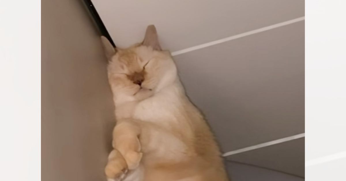 熟睡している猫の可愛い寝顔を撮影していたら…予想もしていなかった『衝撃の瞬間』が12万再生「こわいてｗｗｗ」「石にされそう笑笑」