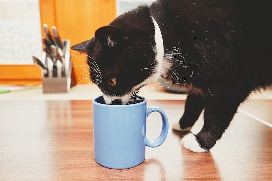 猫が飼い主のコップでお水を飲む3つの理由