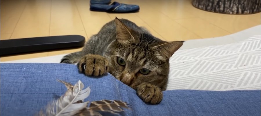 猫じゃらしに夢中で戯れるにゃんこハンターたち♪