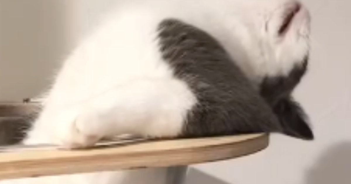 キャットタワーを見たら、『まさかの格好』で…まるで湯船につかる『人間のような猫』が292万再生「オッサンだｗ」「初めて見る体勢ｗ」