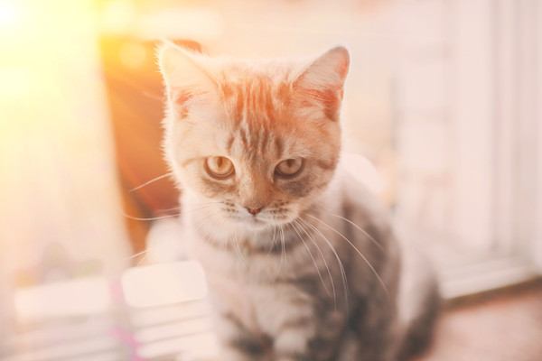 猫が嫌がる『飼い主の行動』９つ