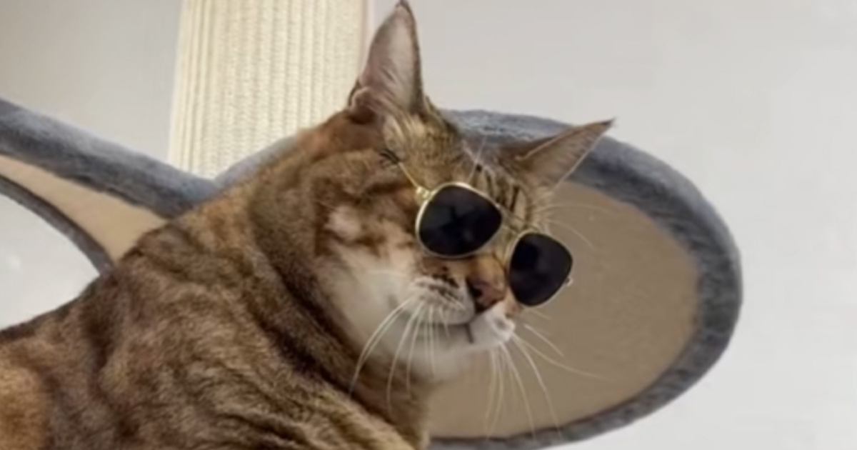猫に『サングラス』をあげたら…完全に予想外な『面白すぎる瞬間』に爆笑の声「似合ってるのわかってそうｗ」「ゆっくり見てくるなｗ」