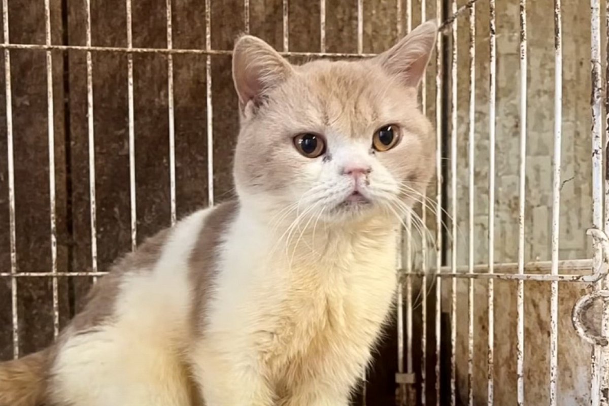 廃業した繁殖場から保護された猫…『埃と油まみれだった２匹の現在』に涙する人続出「言葉が出ない」「救って下さり本当にありがとう」