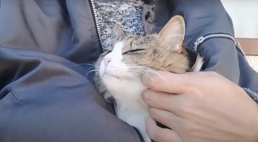 飼い主さんの服の中で大人しくする猫ちゃんが可愛い♡