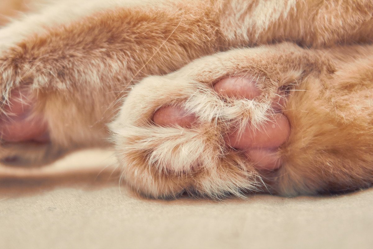猫の『足の裏の毛がボーボー』を放置しないほうがいい理由　お手入れのコツも解説