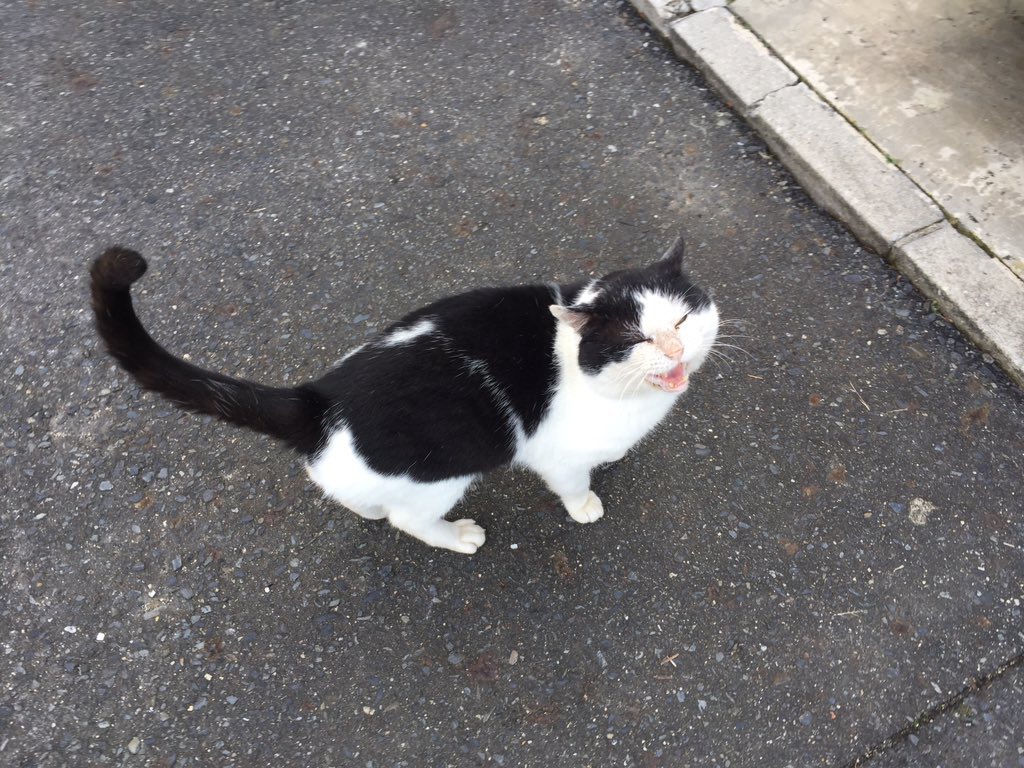 虹の橋を渡った愛猫からのメッセージ「彼岸花」の花言葉とは