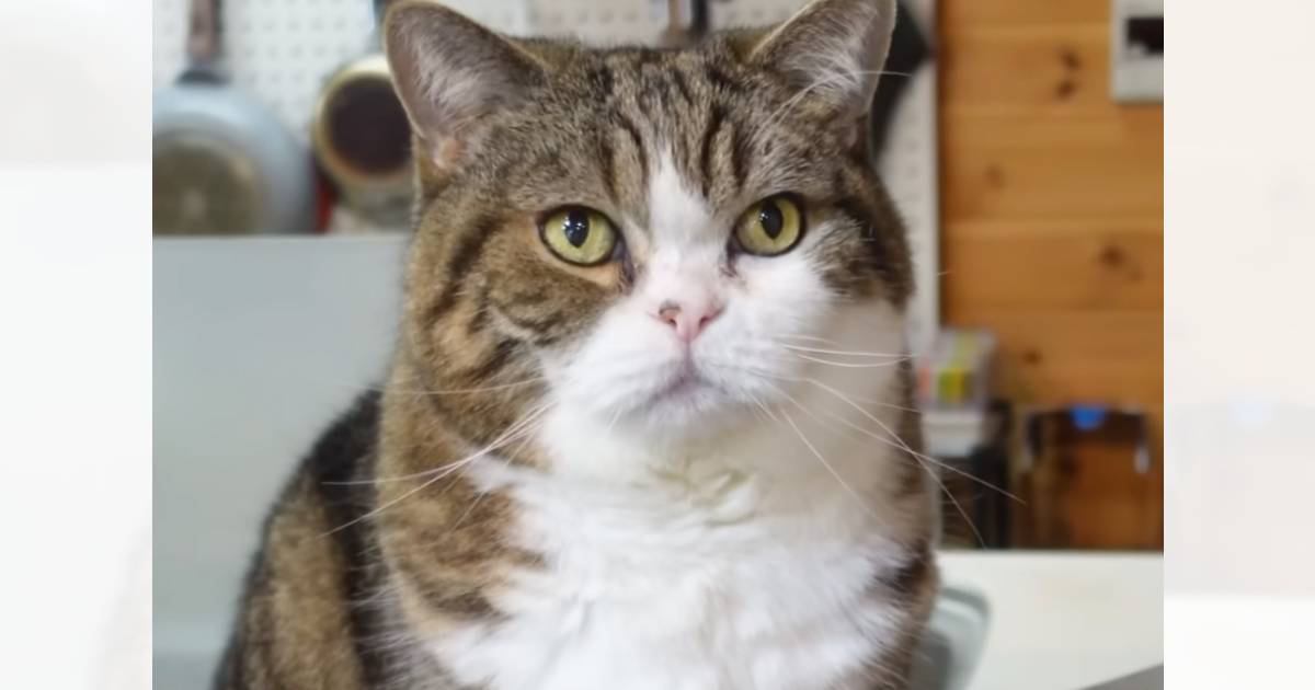 『18歳を迎えた猫』→数年来の涙やけがキレイになった結果…劇的なビフォーアフターに感動の声続出「愛情の賜物」「本当にスッキリしてる」