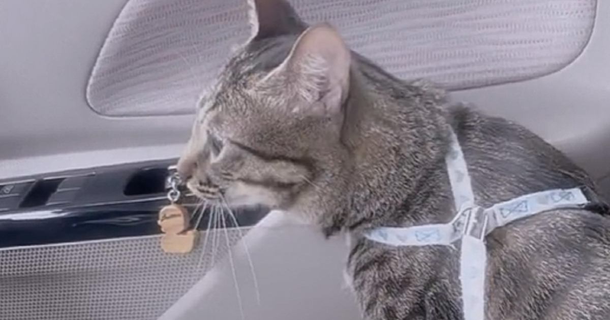 注射のために病院へ行った元野良猫→帰りの車内には“同居犬だけ”…？まさかの『完全に心を閉ざした様子』に13万いいね「ごめん吹いた」