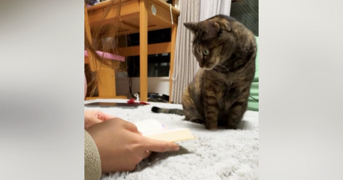 のんびりと読書をしていたら、『そばにいた猫』が突然…まさかの行動に笑ってしまう人が続出「構ってほしかったのかなｗ」「嫉妬かもｗ」