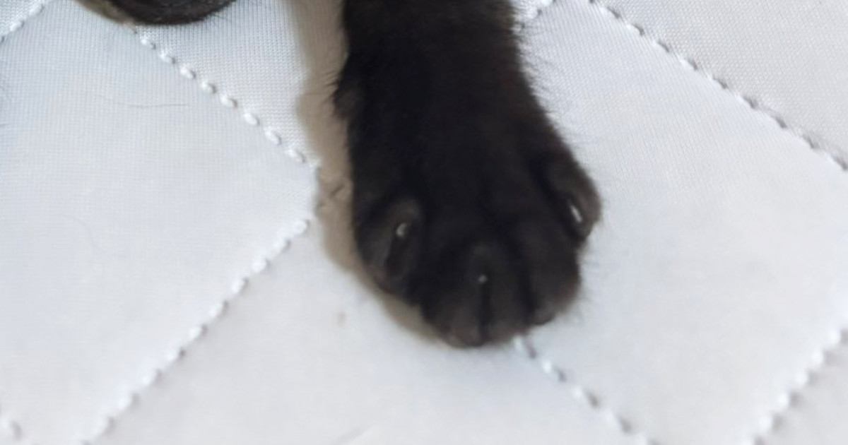 拾われてからまだ1か月しか経っていないのに…子猫が見せた『可愛すぎる様子』に2万いいね「すっかり家族の一員」「安心してるんだねぇ」
