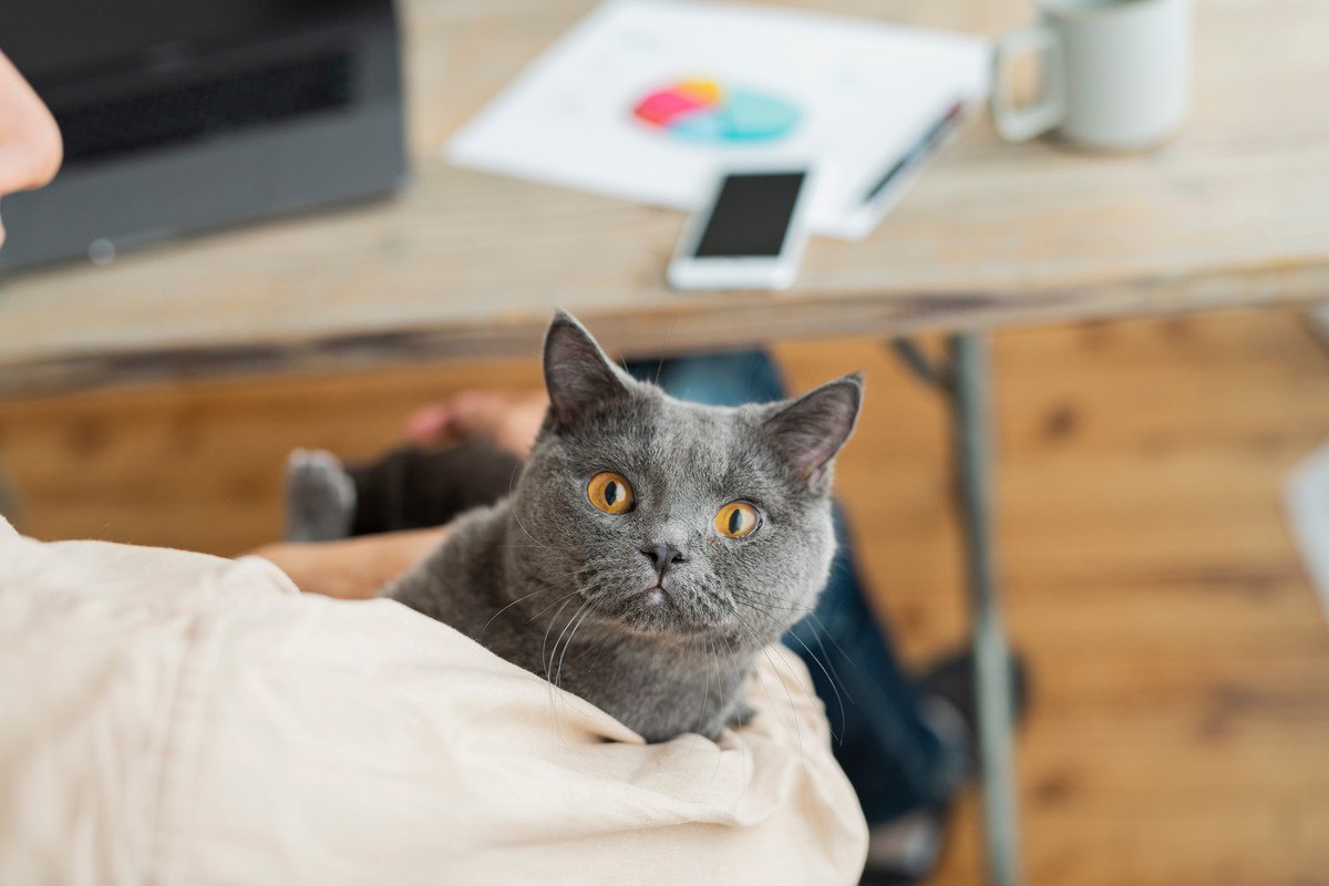 『人気キャラのモデルになった猫種』3選　誰もが知る名作映画の主人公も、実は猫がベースに？