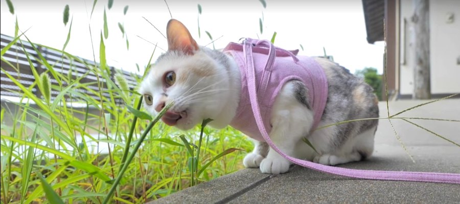 猫ちゃんのお誘い♡まさかの早朝バイキング！？