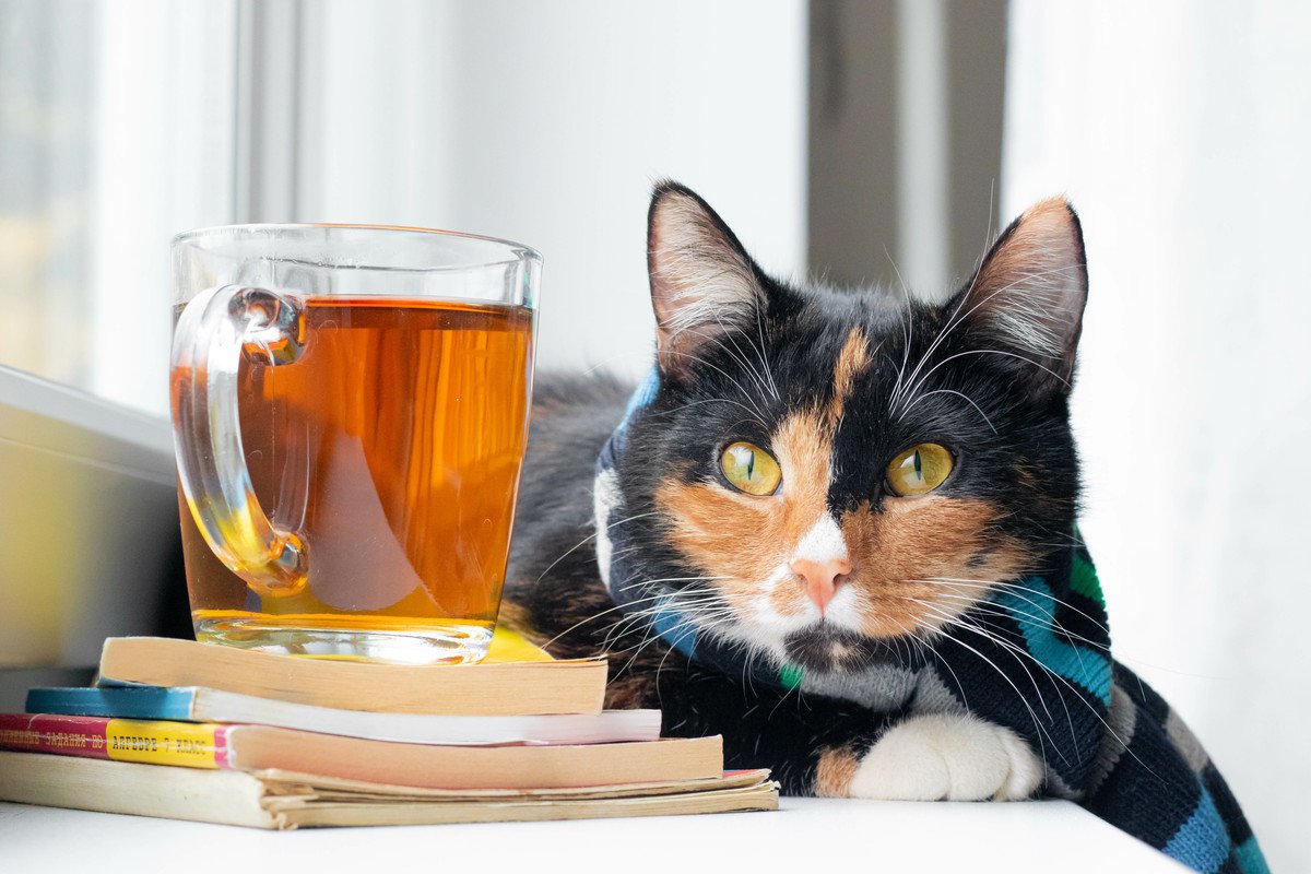 猫に『紅茶』を与えてはダメ！3つの理由　逆に与えても大丈夫なお茶もある？	