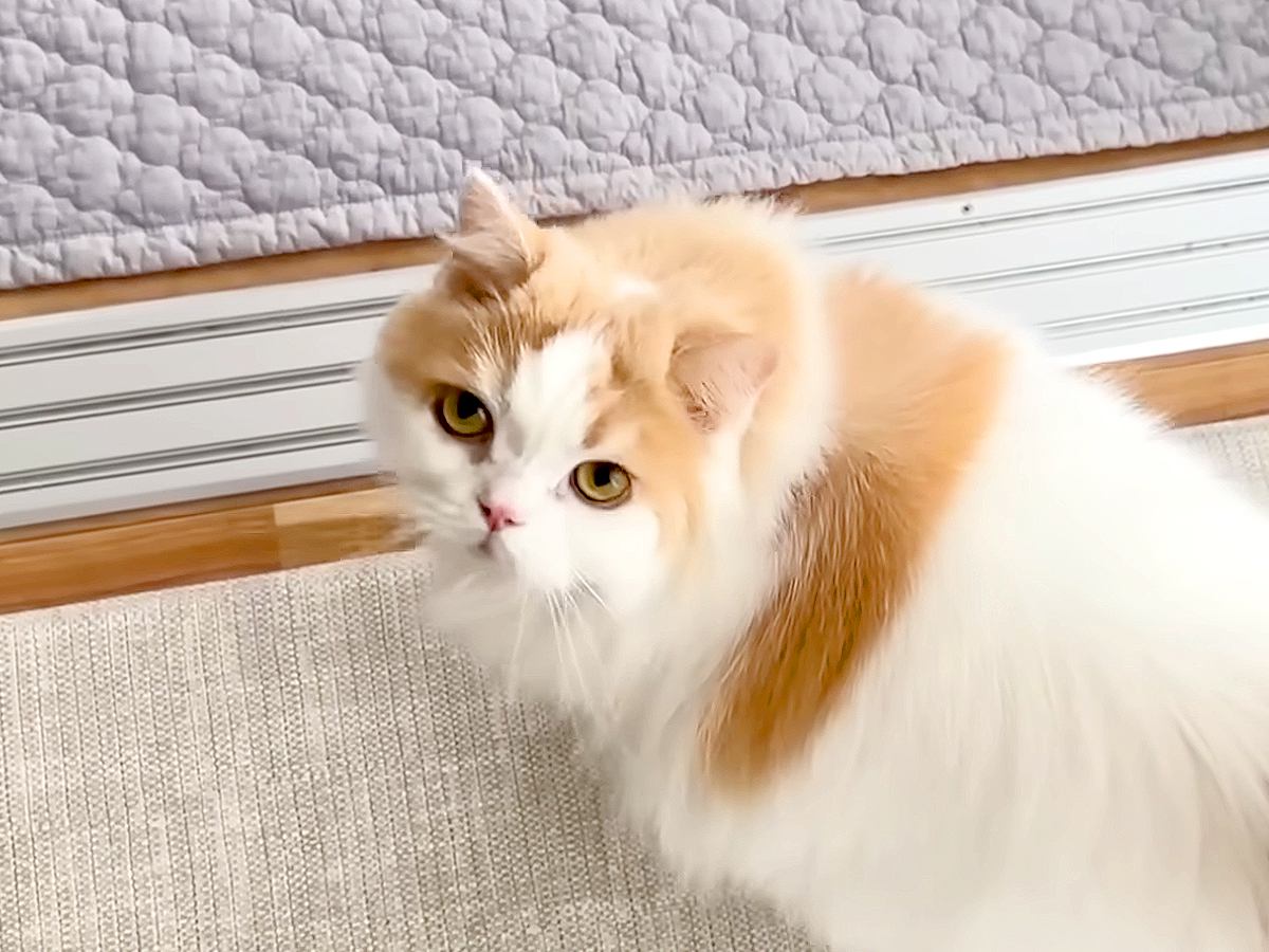 猫がずっとお世話していた弟犬→サロンに行ってしまった結果…心配で見せた『健気な反応』が12万再生「仲がいいモフモフ達だ」「絆を感じる」