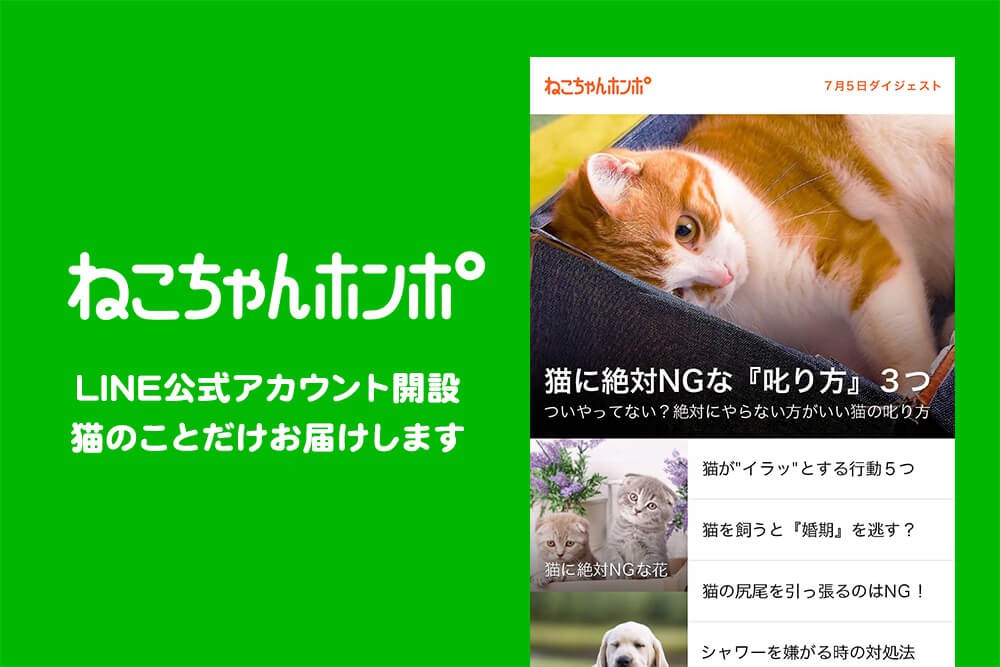 ねこちゃんホンポのLINE公式アカウントがオープンしました！【友だち登録】