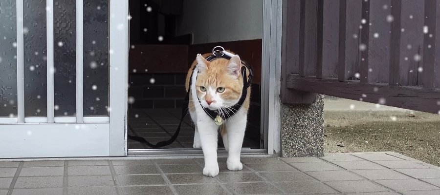 『雪は勘弁…！』寒過ぎて散歩を断念した猫ちゃん