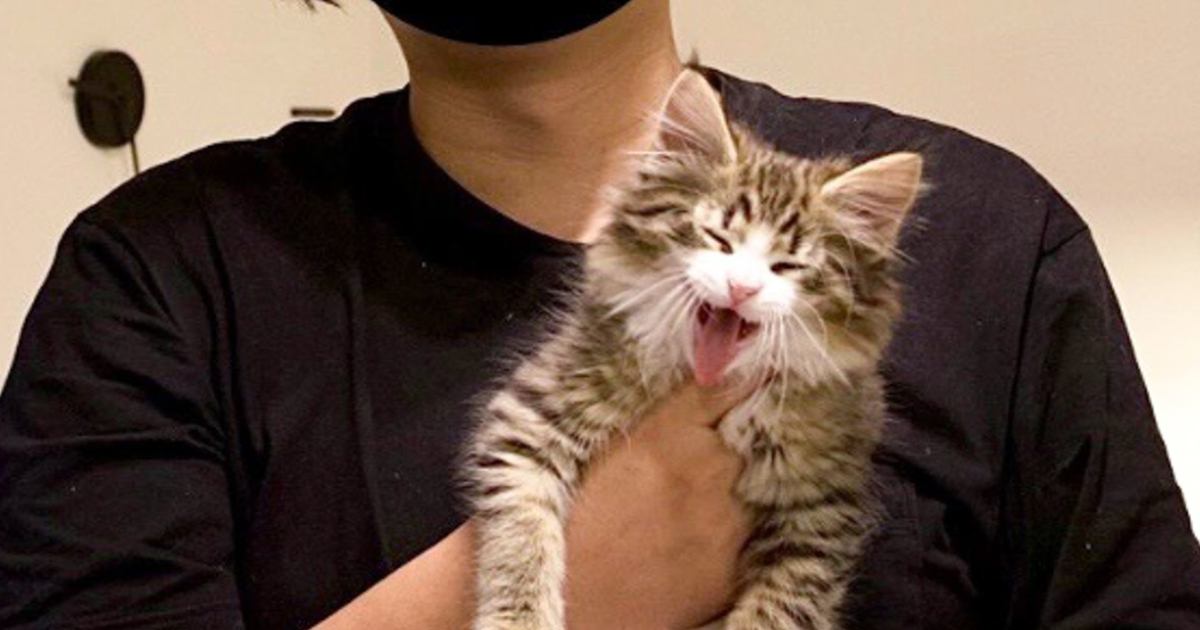 『小さな子猫』を迎えて3年が経過した結果…想像を超える『衝撃のビフォーアフター』が114万表示「でかいｗ」「もはや別猫」と話題に