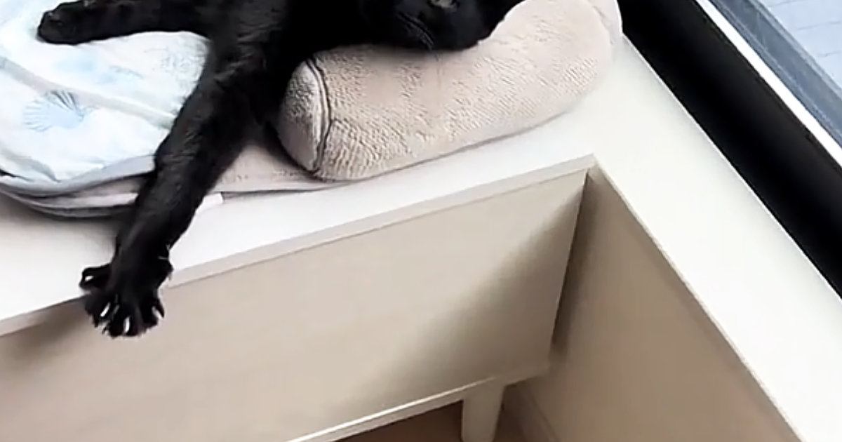 お昼寝中の『仲良しきょうだい猫』を見に行ったら…飼い主爆笑の『まさかの光景』が28万再生「思ってたのと違ったｗ」「寝づらそうｗ」