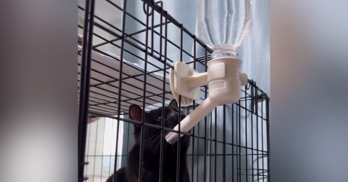 水を飲むと泡が出ることに気づいた黒猫…『まさかの行動』が可愛すぎると２万いいね「ずっと見ていられる」「気づくの賢いｗ」と話題