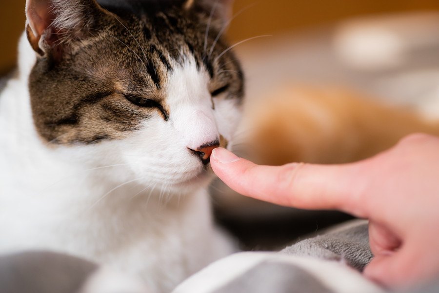 猫が飼い主に鼻を触られたときの心理３つ