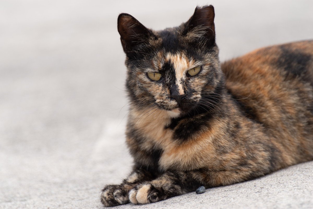 オス猫・メス猫別『レア毛色』3選　どうしてあまり見られないのか、その理由もご紹介