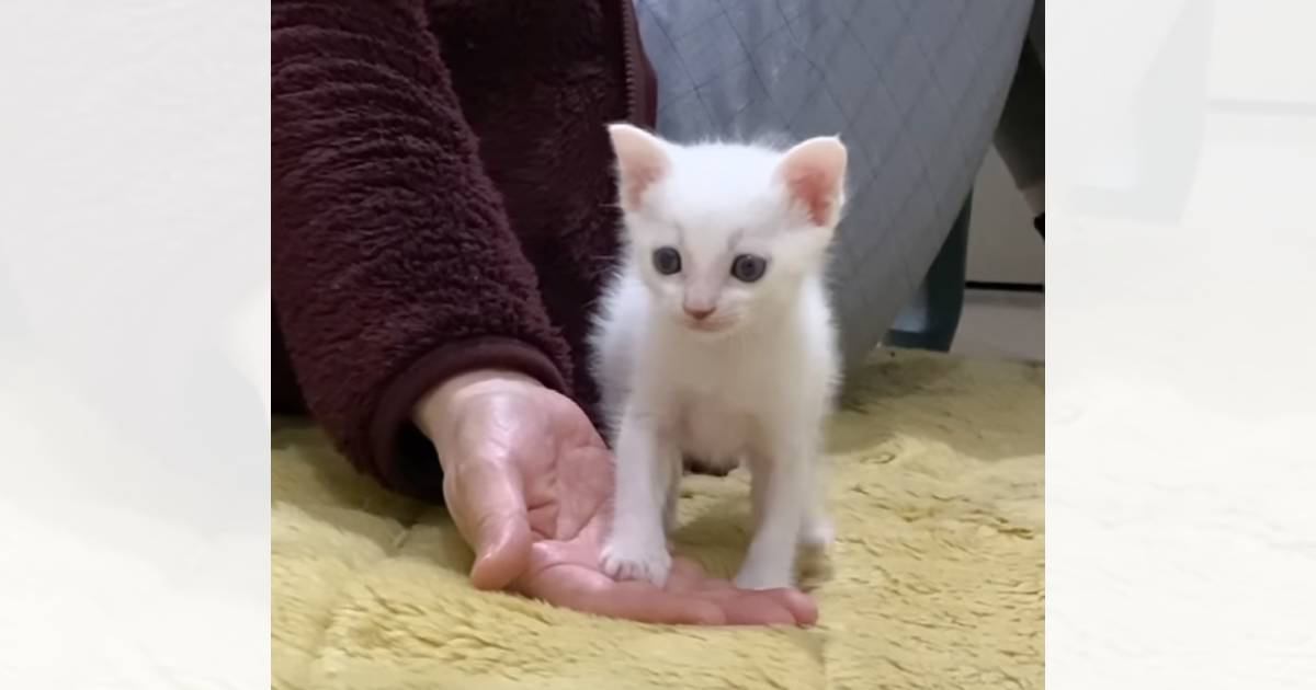 生後1か月の赤ちゃん猫→初めて来た場所が怖くて…『ママの手から離れられない様子』が尊すぎると111万再生「たまらん」「守りたくなるｗ」