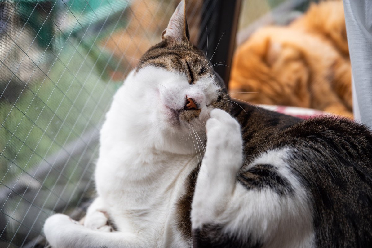 猫がいる部屋で「ノミ」を見かけたら…すぐにするべき対処法や猫への影響は？