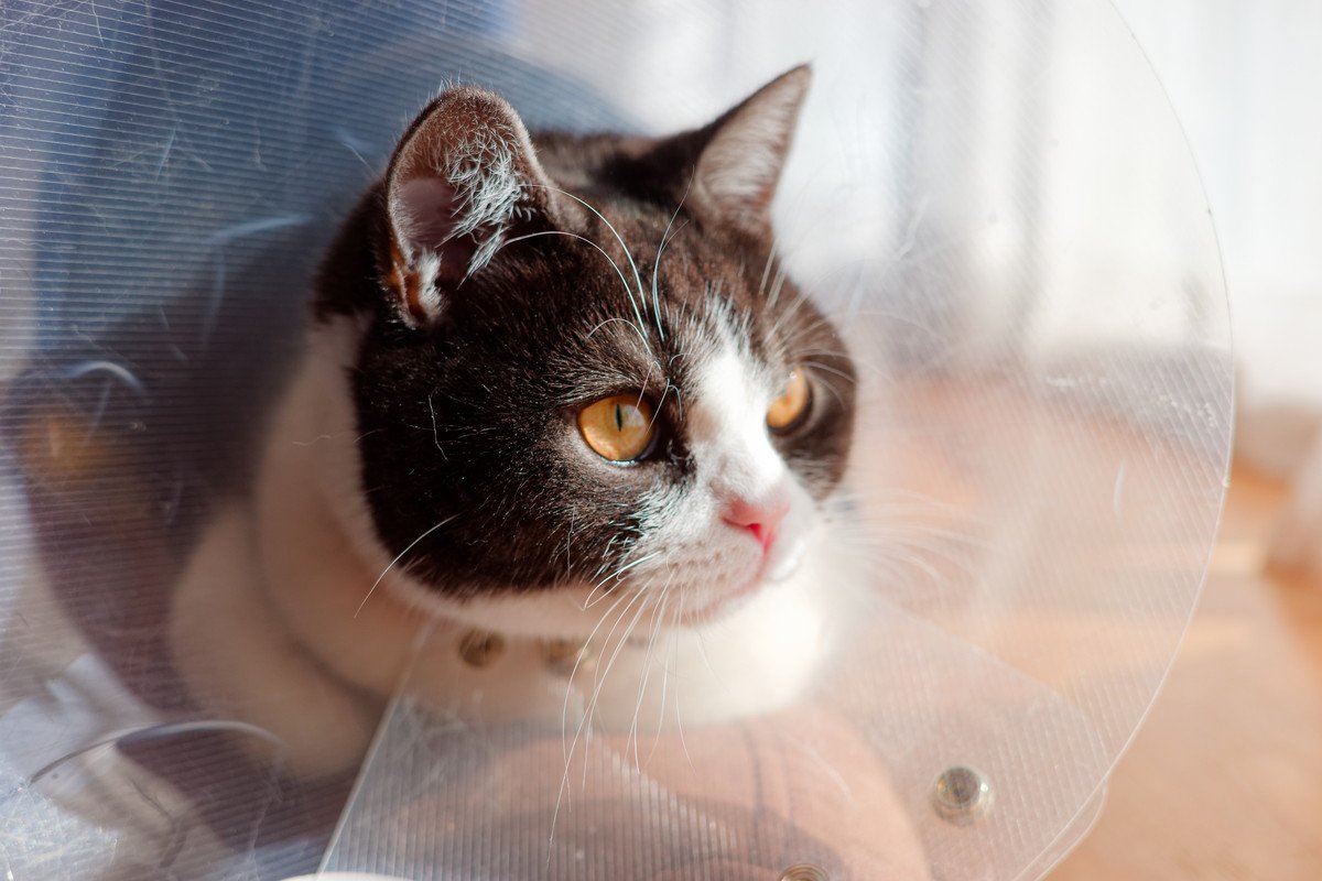 猫を苦しめてしまう危険な『皮膚病』3選　主な原因や症状、予防法まで解説