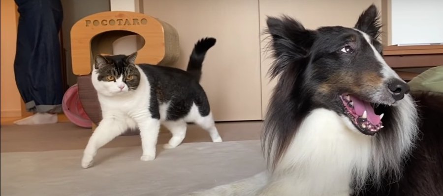 憧れの犬くんに近づきたい可愛い猫ちゃん♡