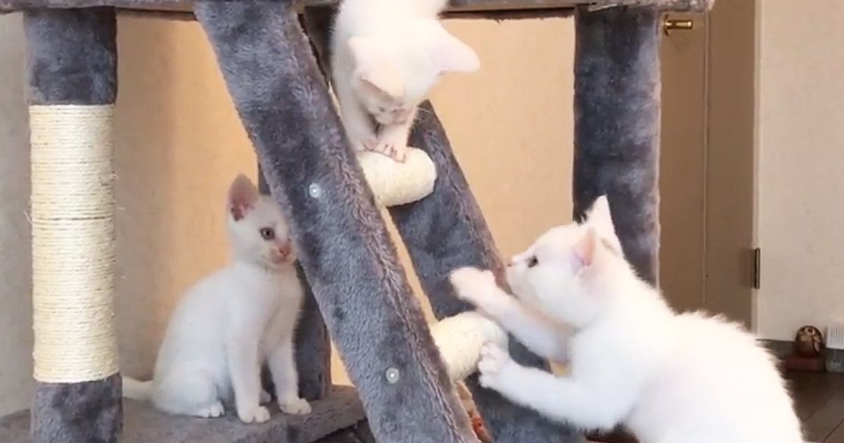 新しいキャットタワーに大はしゃぎの子猫5匹→遊び疲れると…可愛すぎる光景が26万再生「ニヤニヤが止まらない」「永遠に見ていられる」