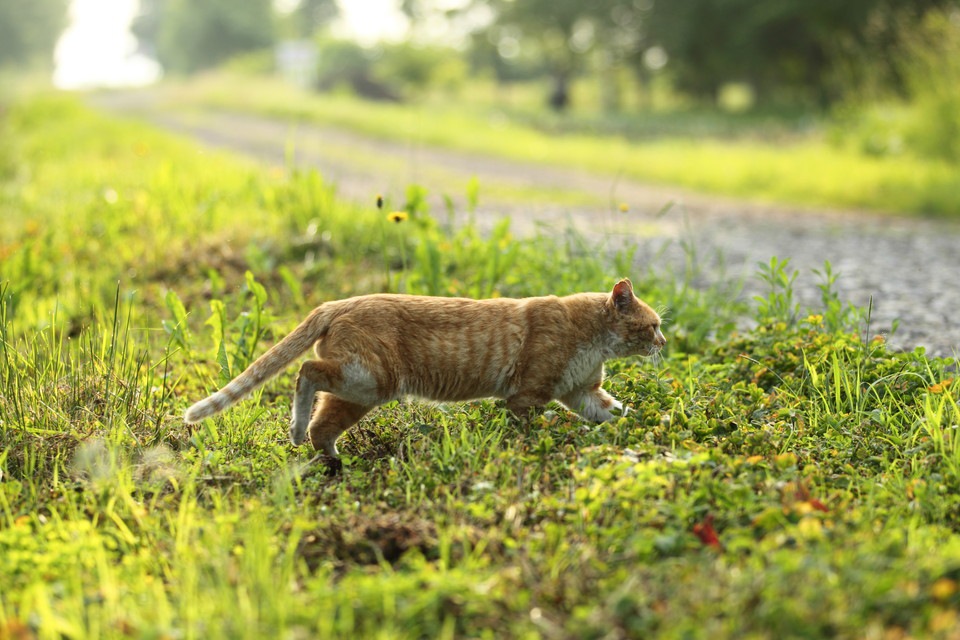 猫が帰ってこない時の理由と見つけ方