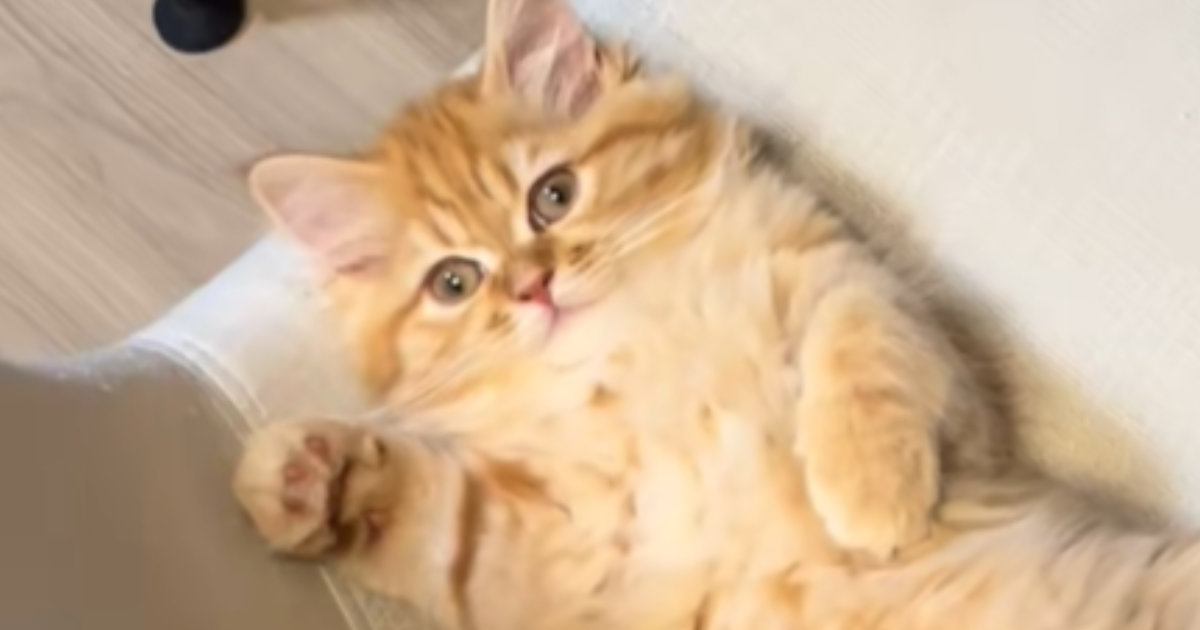 ご飯を食べようとしたら、『椅子の上で猫』がくつろいでいて…たまらない光景が16万再生「分かっててやってるよね」「絶対どかせない自信ある」