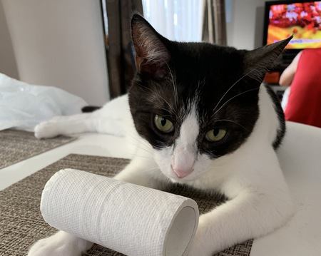 猫に嫌われないための『ベストな距離感』とは？