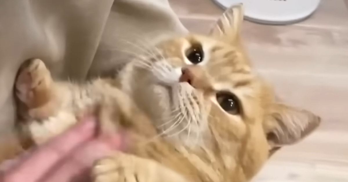 3日ぶりにパパが帰ってきた結果→『猫の反応』は……最高に可愛すぎる『再会の光景』が14万再生「爆音だねｗ」「愛がすごく感じられる」