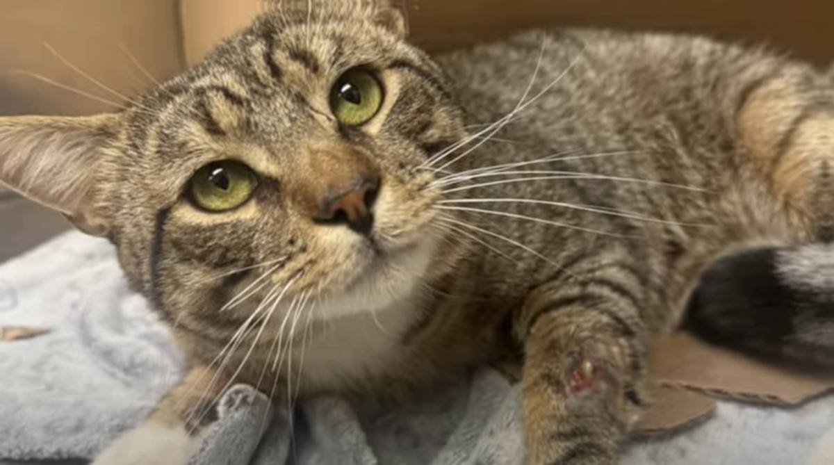 手書きのメモと一緒に捨てられた猫…新しい家族のもとでセカンドライフを満喫！