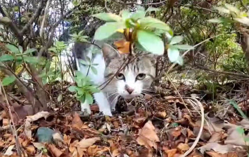 『必ず幸せにする』山の中に捨てられていた猫を保護した結果…2ヶ月間の軌跡に 「涙が溢れた」「本当にありがとう」90万人が感動