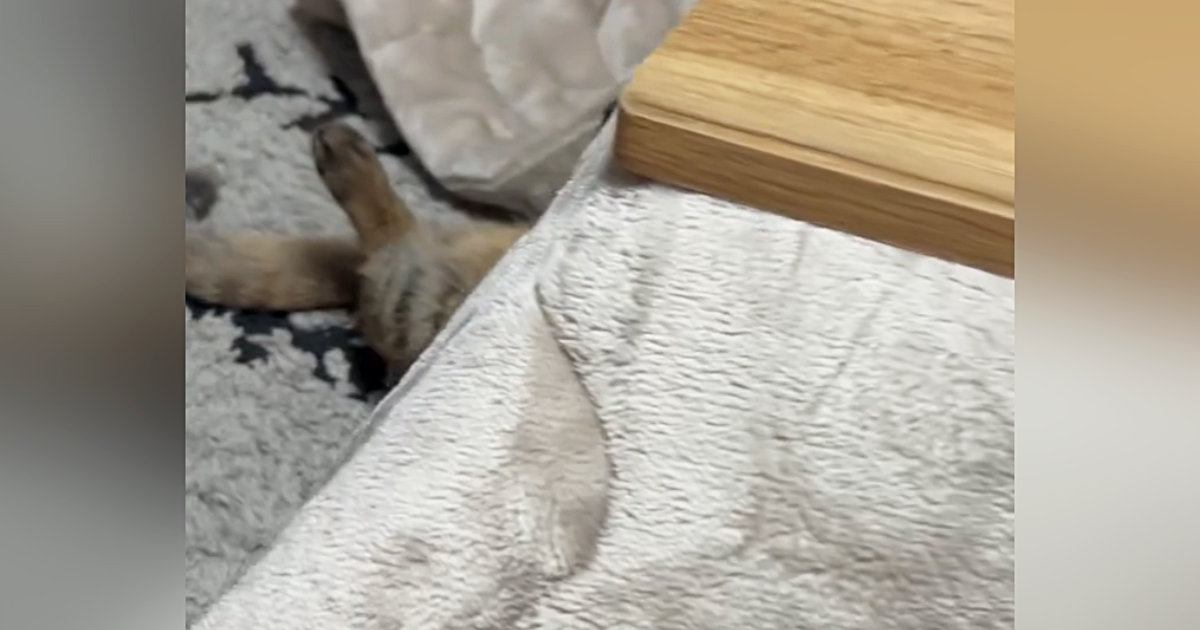 こたつの中が熱くなってくると→猫がとった『予想外のスタイル』に笑ってしまう人が続出「可愛すぎるｗ」「上手な付き合い方ｗ」と１万いいね