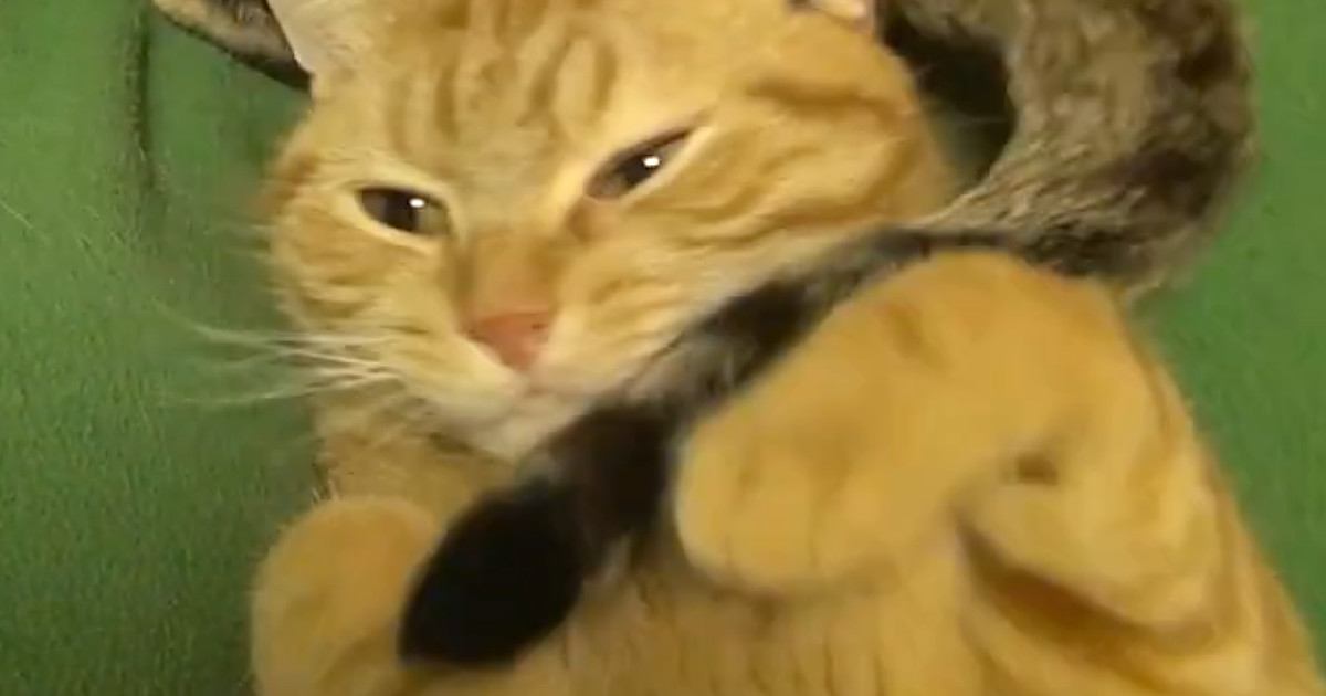 気持ちよさそうに寝ていた猫→同居猫の『しっぽ』が気になって…笑ってしまう光景が55万再生「ブンブンｗ」「ワイパーが動いているみたいｗ」