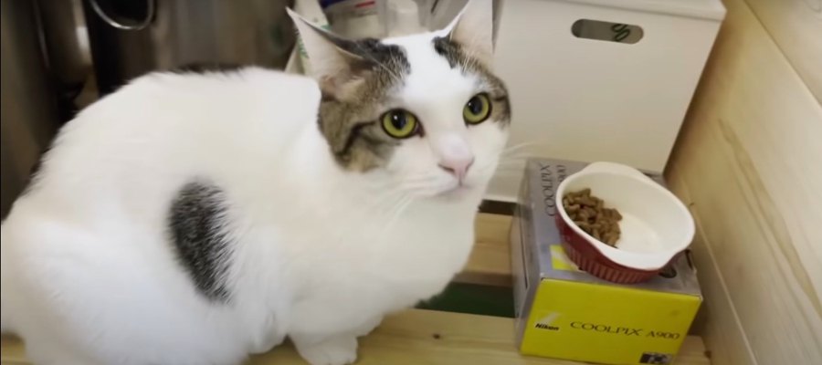 思わずツッコむ飼い主さん！猫ちゃんの気まぐれ食事法♡