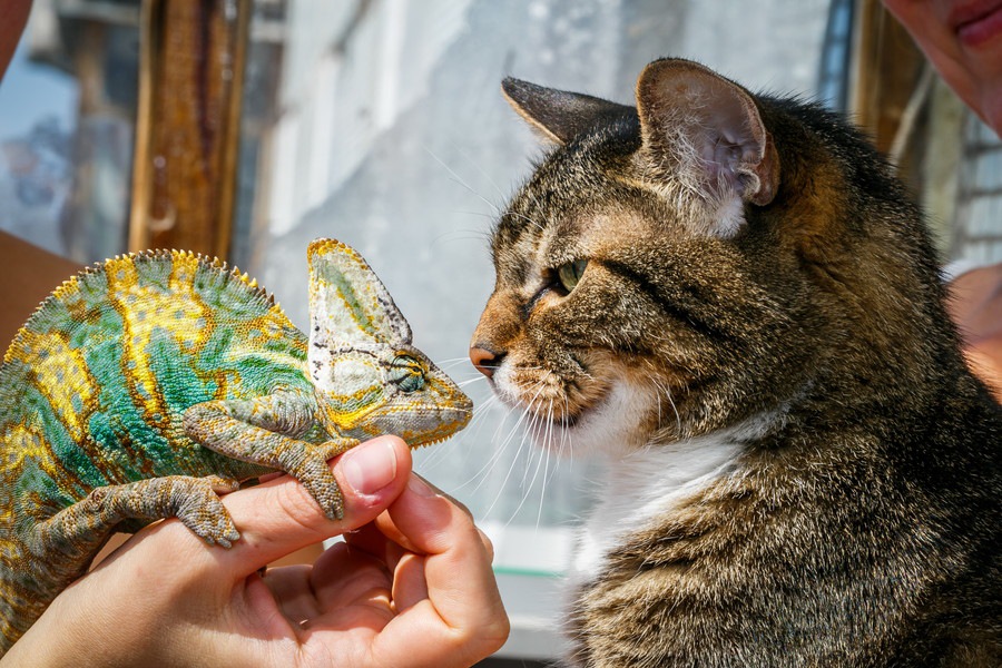 猫がトカゲを食べた場合の対処法