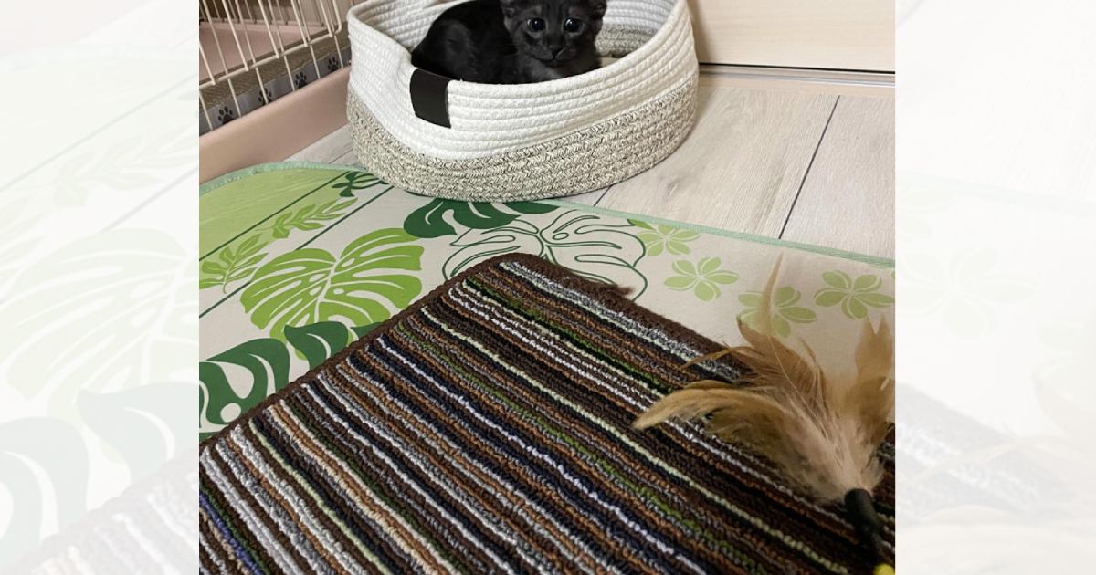 猫じゃらしで遊んでいたら、黒猫の『耳』が…可愛すぎる『変化』に笑顔になる人が続出「想像の3倍くらいヨーダで笑った」「胸キュン」