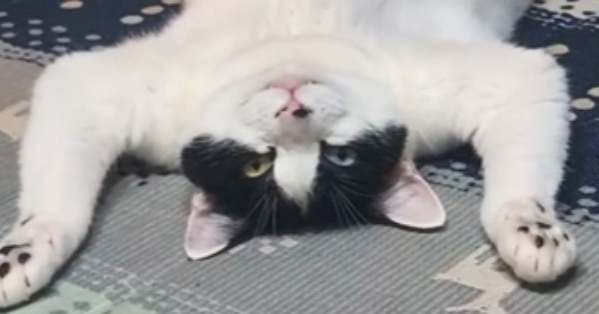 豪快なへそ天で『くつろぐ猫』を見ていたら→『おてての動き』が…まさかの行動に13万いいね「絶対人間入ってる」「吹いてしまったｗ」と話題