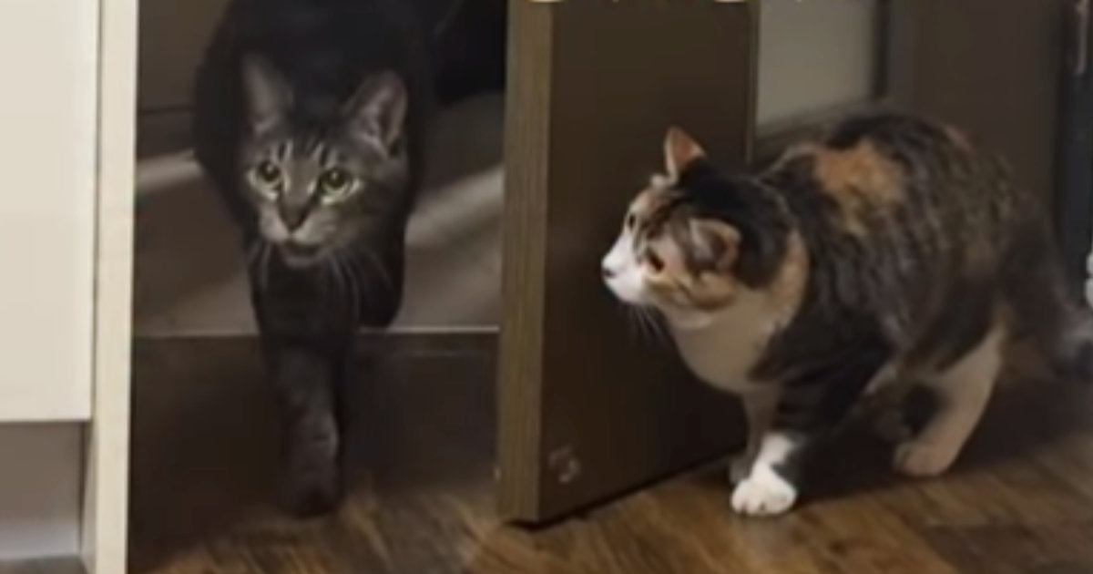 お兄ちゃん猫を驚かせようと『物陰で待ち構えていた猫』→次の瞬間…予想外すぎる展開が19万再生「抱きしめたくなるｗ」「検証してて笑った」