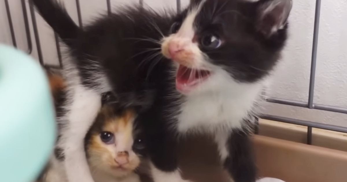 保護された『幼い子猫の兄妹』を預かったら…身を挺して妹を守ろうとする『兄の様子』に涙「勇気に感動した」「ただただ尊い」と37万再生