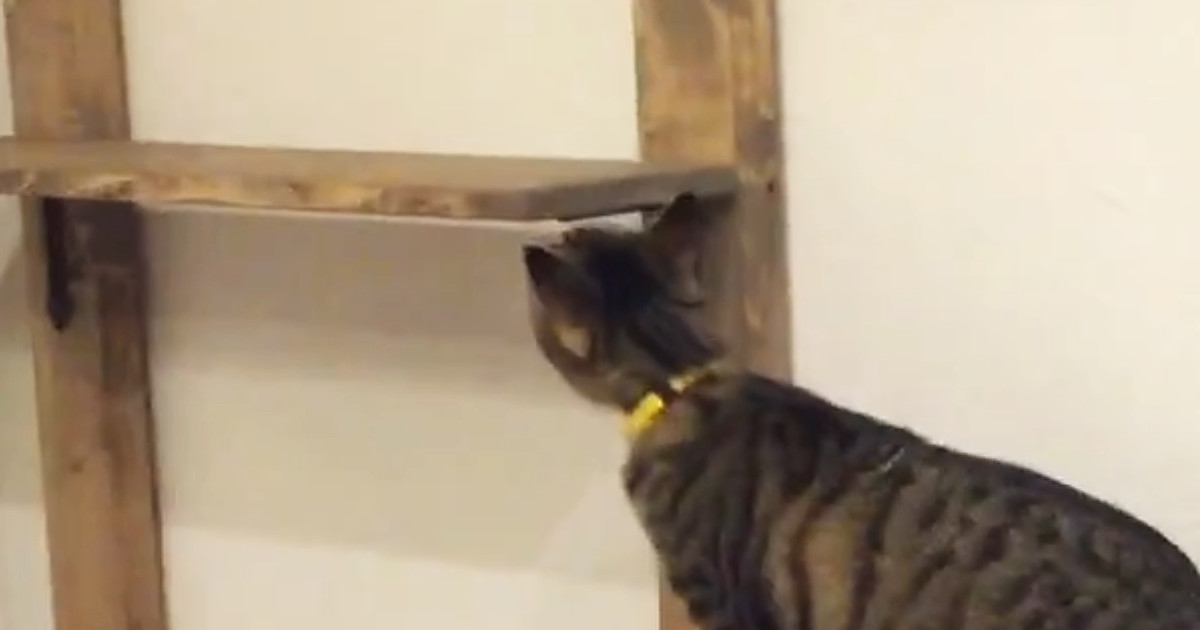 運動不足気味の兄弟猫→パパが『キャットウォーク』をDIYした結果…微笑ましい光景が15万再生「すごい腕前」「オシャレでいいね」