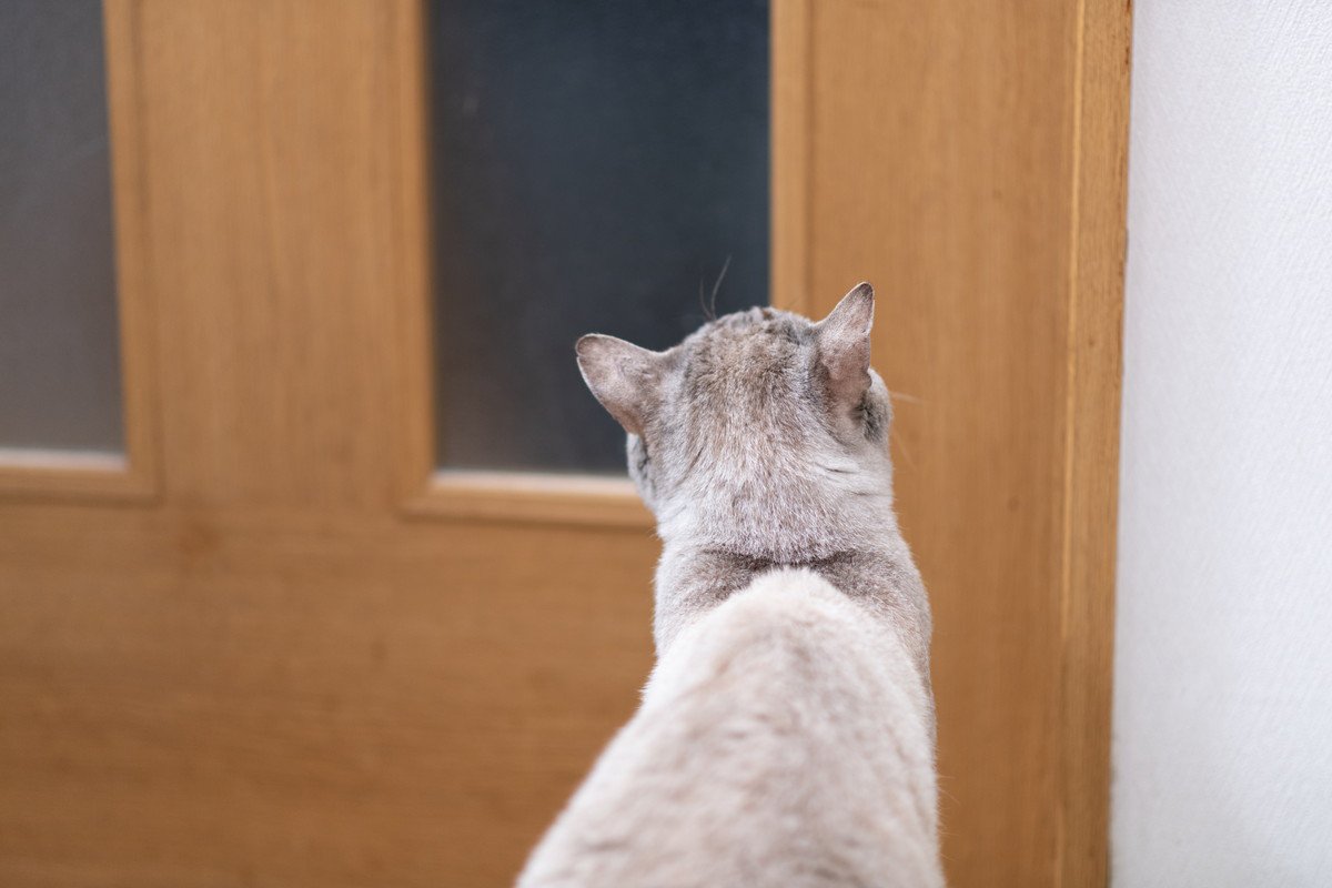 猫との暮らしで『健気だなあ』と感じる瞬間5選　愛おしい仕草の意味や心理も解説